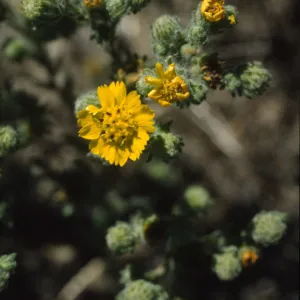 Hemizonia increscens ssp. villosa