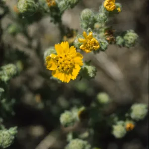 Hemizonia increscens ssp. villosa