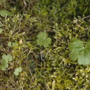 Jepsonia malvifolia, Juvenile plants