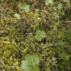 Jepsonia malvifolia