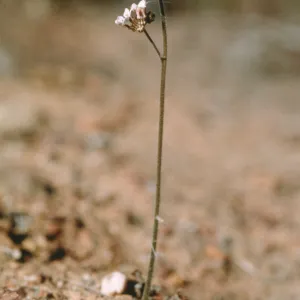 Jepsonia malvifolia