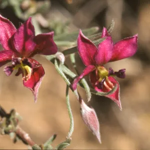 Krameria erecta