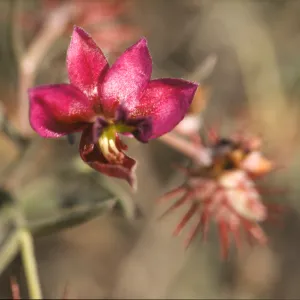 Krameria erecta