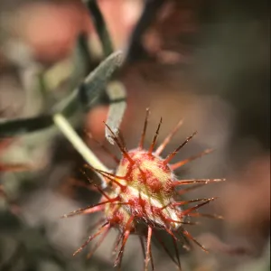 Krameria erecta