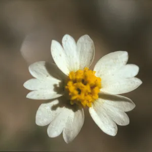 Layia glandulosa