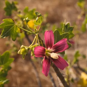Lavatera assurgentiflora ssp. glabra