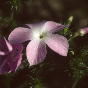 Leptodactylon californicum