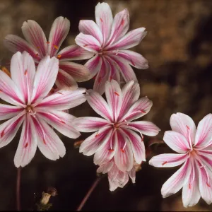 Lewisia cotyledon