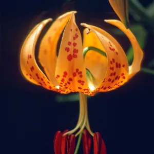 Lilium pardalinum