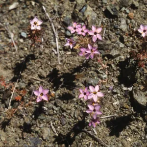 Linanthus parviflorus