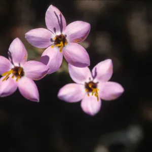 Linanthus parviflorus