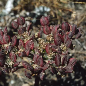 Lomatium utriculatum