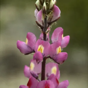 Lupinus arizonicus