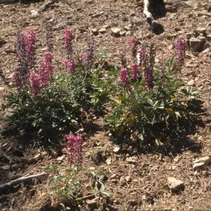 Lupinus cervinus