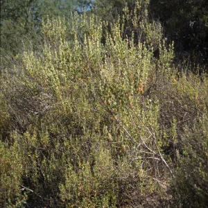 Malacothamnus aboriginum
