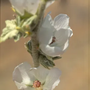 Malacothamnus aboriginum