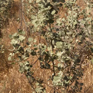 Malacothamnus abbottii
