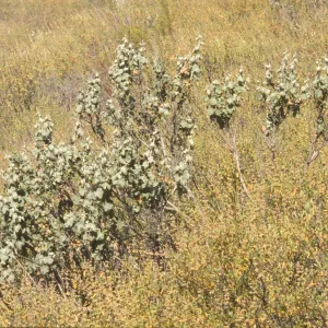 Malacothamnus davidsonii