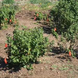 Malacothamnus fasciculatus var. nesioticus