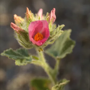 Malacothamnus palmeri var. lucianus