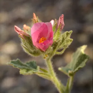 Malacothamnus palmeri var. lucianus