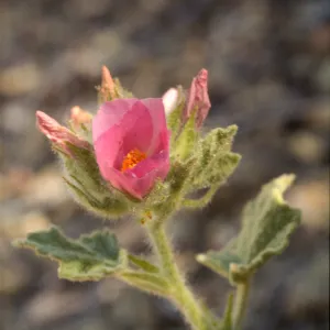 Malacothamnus palmeri var. lucianus