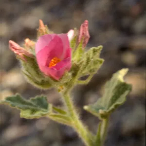 Malacothamnus palmeri var. lucianus