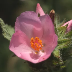 Malacothamnus palmeri var. lucianus