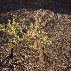 Malacothamnus palmeri var. lucianus
