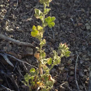 Malacothamnus palmeri var. lucianus