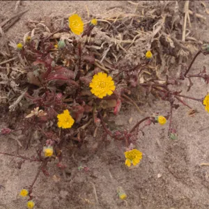 Malacothrix indecora