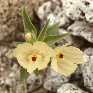 Mohavea confertiflora