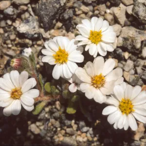 Monoptilon bellidiforme