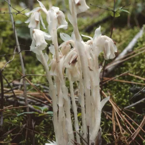 Monotropa