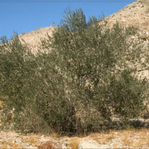 Olneya tesota