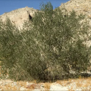 Olneya tesota