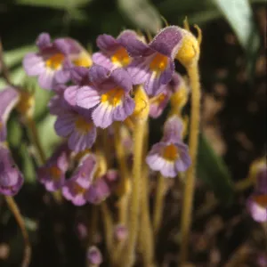 Orobanche uniflora