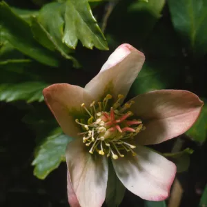 Paeonia