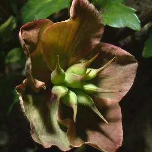 Paeonia