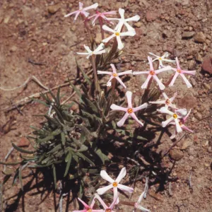 Phlox stansburyi