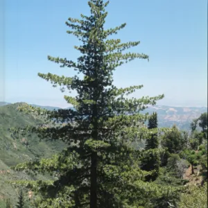 Pinus lambertiana