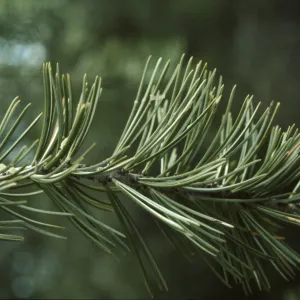 Pinus quadrifolia