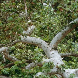 Platanus racemosa