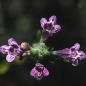 Pogogyne clareana
