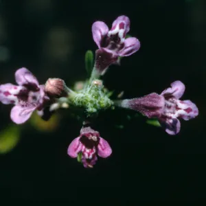 Pogogyne clareana
