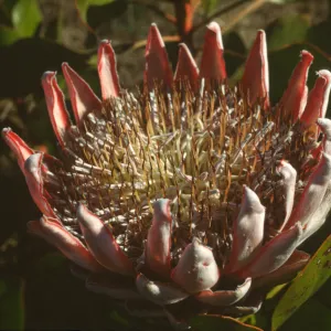 Protea cynaroides