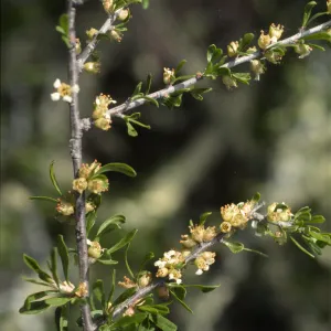 Prunus fasciculata var. punctata