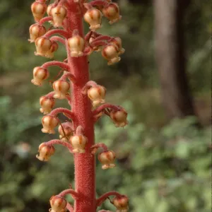 Pterospora