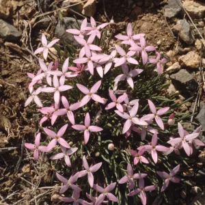 Houstonia wrightii