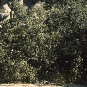 Quercus cornelius-mulleri